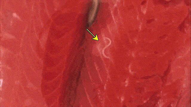 国内的假三文鱼是什么鱼,哪种才是真正的三文鱼