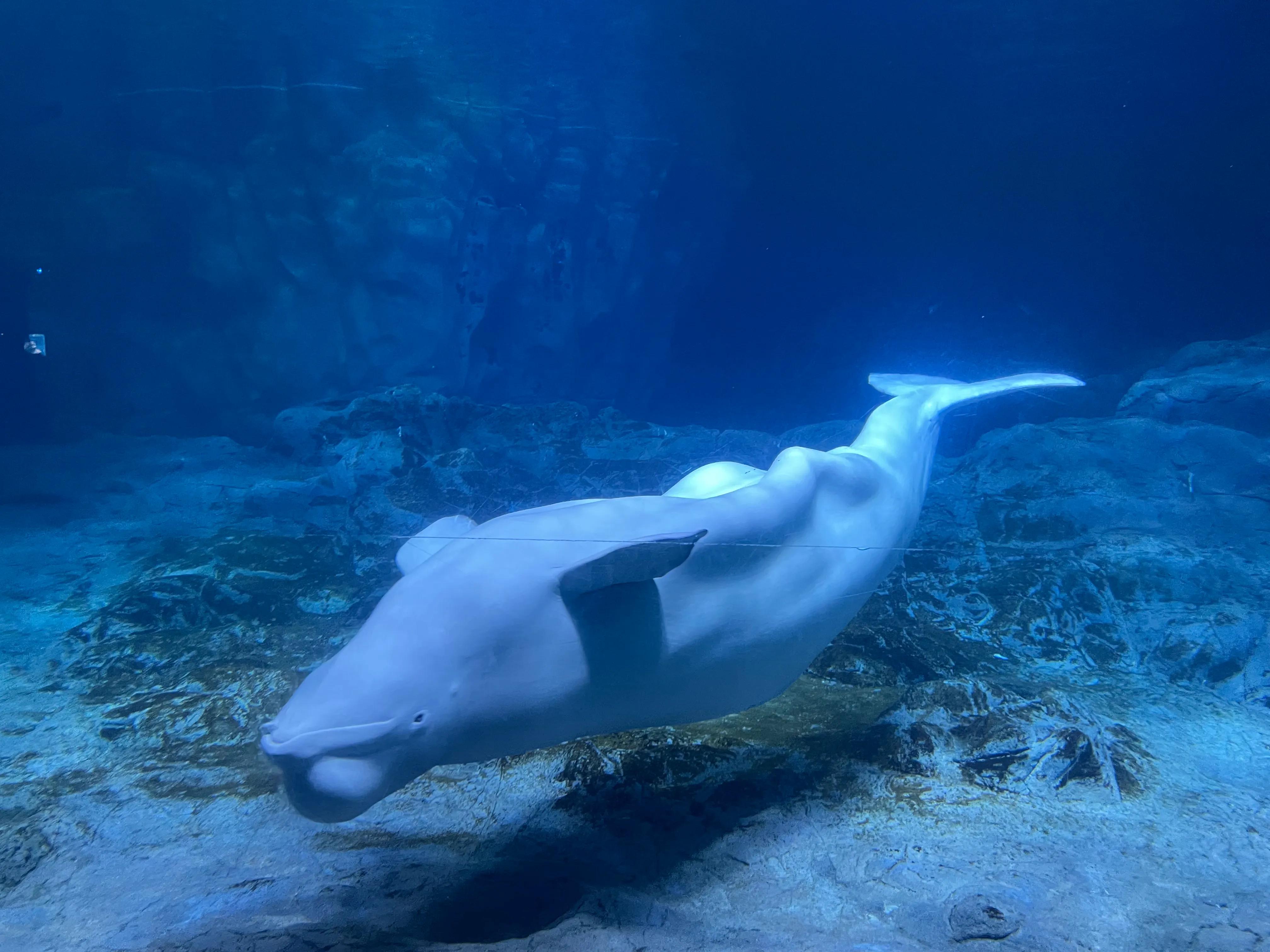 珠海长隆欢乐世界和野生动物园,长隆动物园和珠海海洋王国哪个好