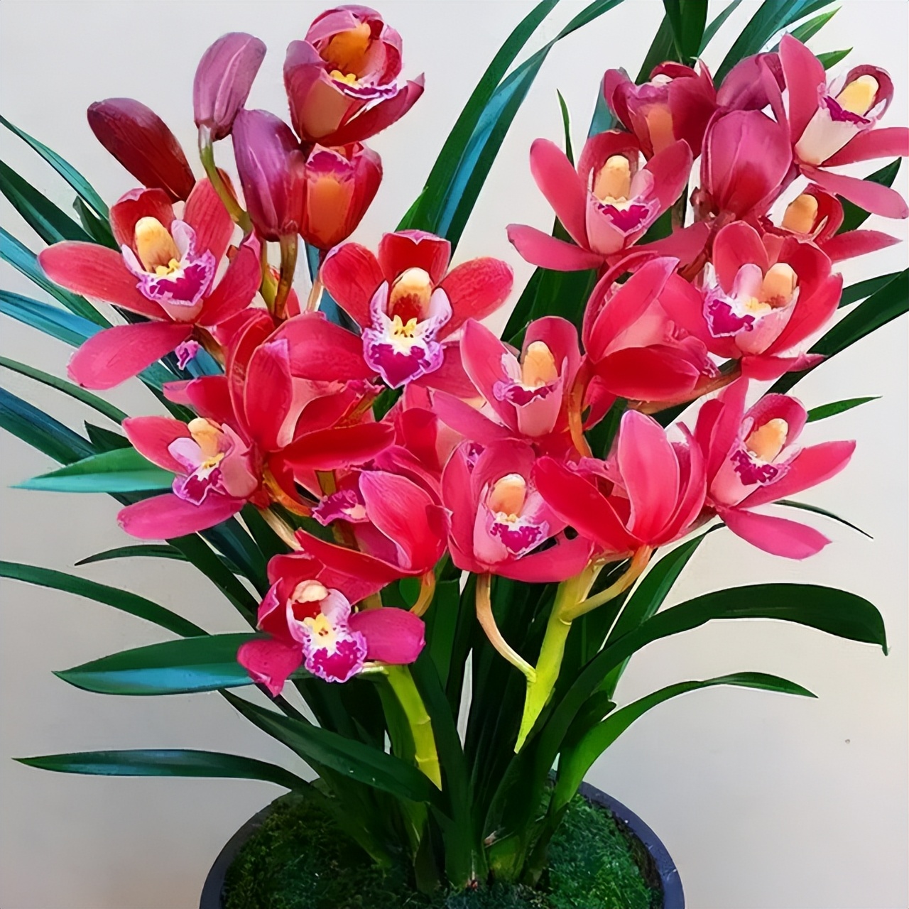 此兰正值盛花期,什么兰既好养开花又香