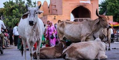 鍗板害鎺ㄥ嚭鐗涚勃鑺墖鏈変綍鐪嬫硶,鍗板害鐗涚勃鑺墖鎺ㄥ箍浜嬩欢
