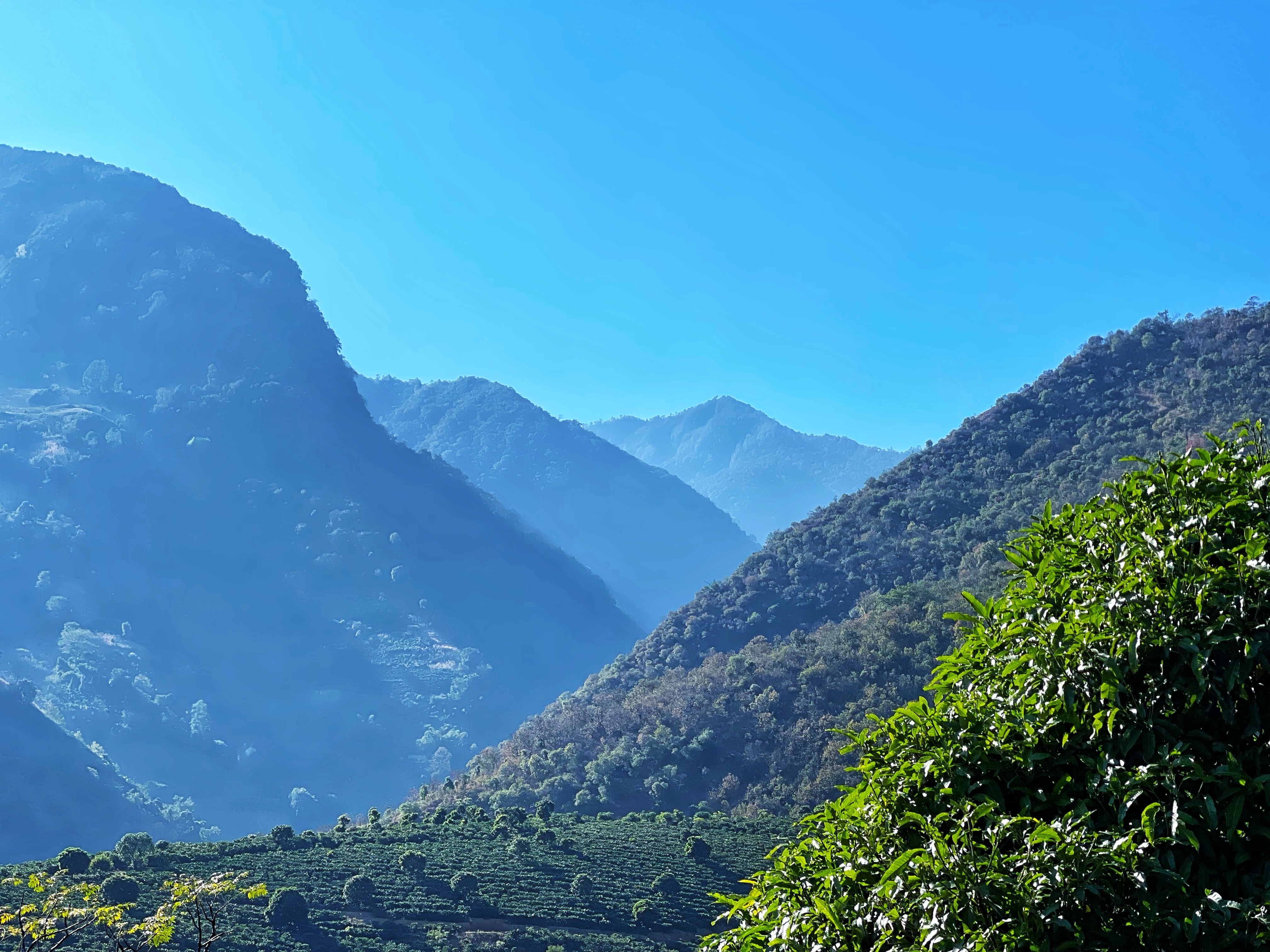 春天里的保山：连锁品牌、线上平台与返乡青年如何改变保山咖啡