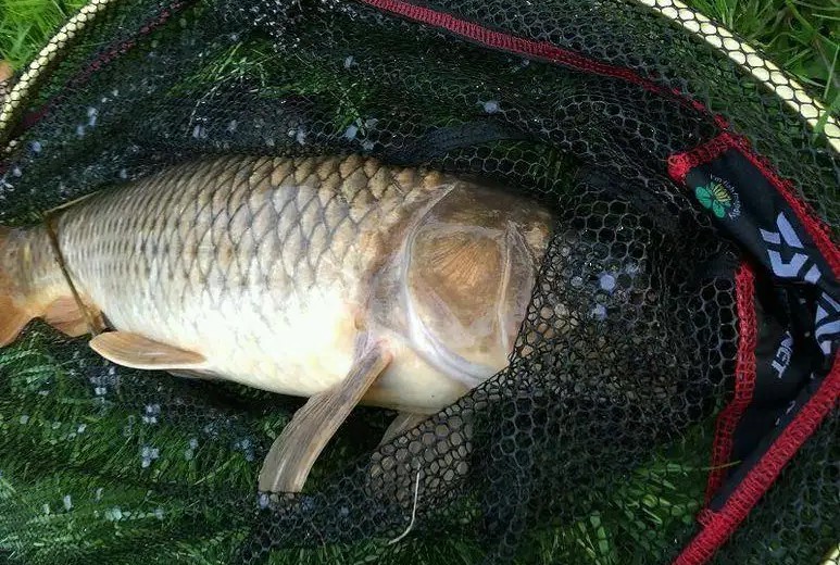 钓鲤鱼最好的关东鱼钩,钓鲫鱼又能钓鲤鱼的鱼钩是哪一种