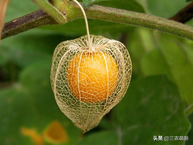 家乡的野果香甜可口,自家种的奇异果味道特别好吃