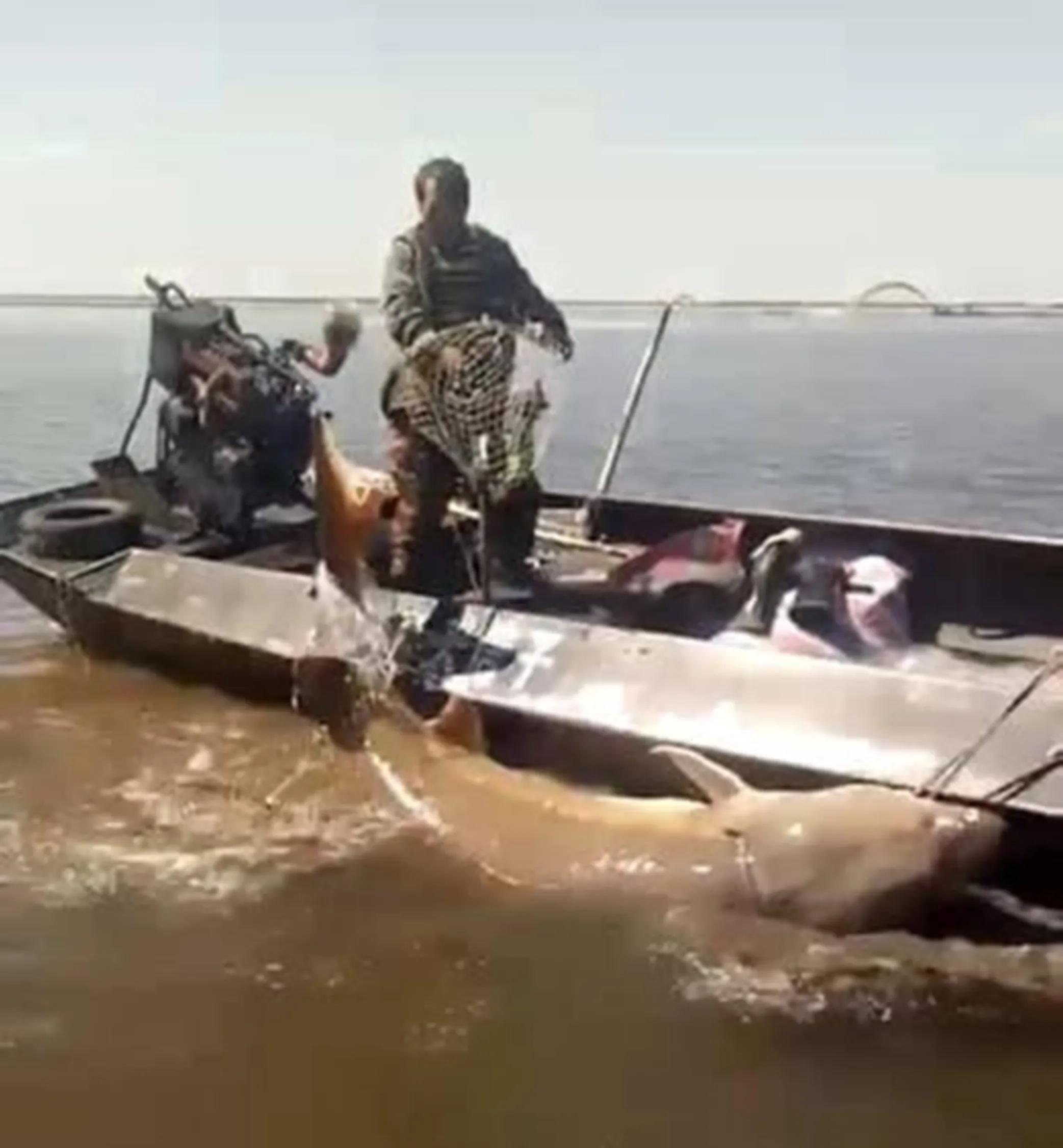 渔民误捕“海猪”果断放生,黑龙江渔民捕获300斤重大鱼放生