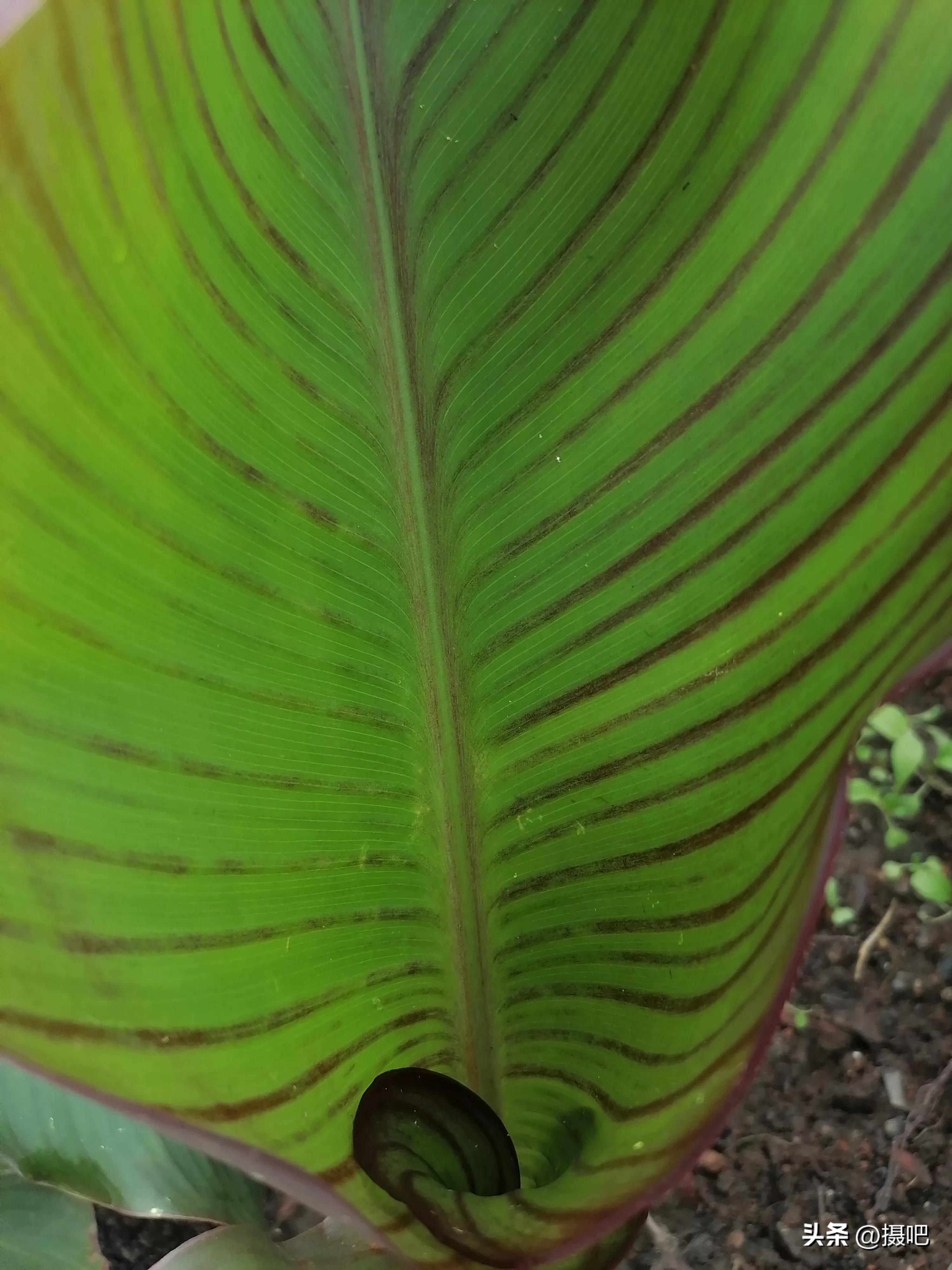 特大新鲜粽叶,大粽叶长在什么地方