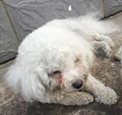 让比熊去流浪会死吗,比熊一不小心就流浪了