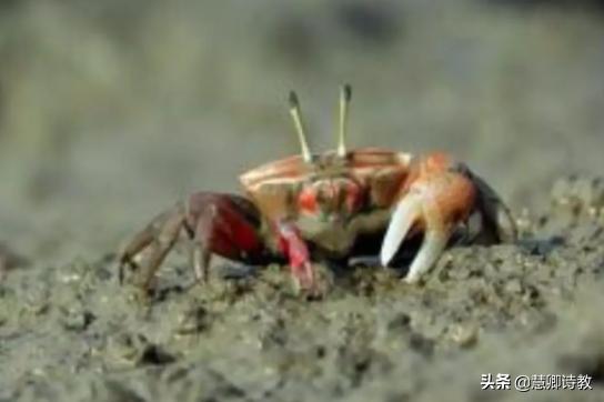 四年级下册习作我的动物朋友范文,我的动物朋友小学四年级300字左右