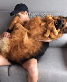 狗狗为什么一摸就拉肚子,狗狗为什么总是露肚皮