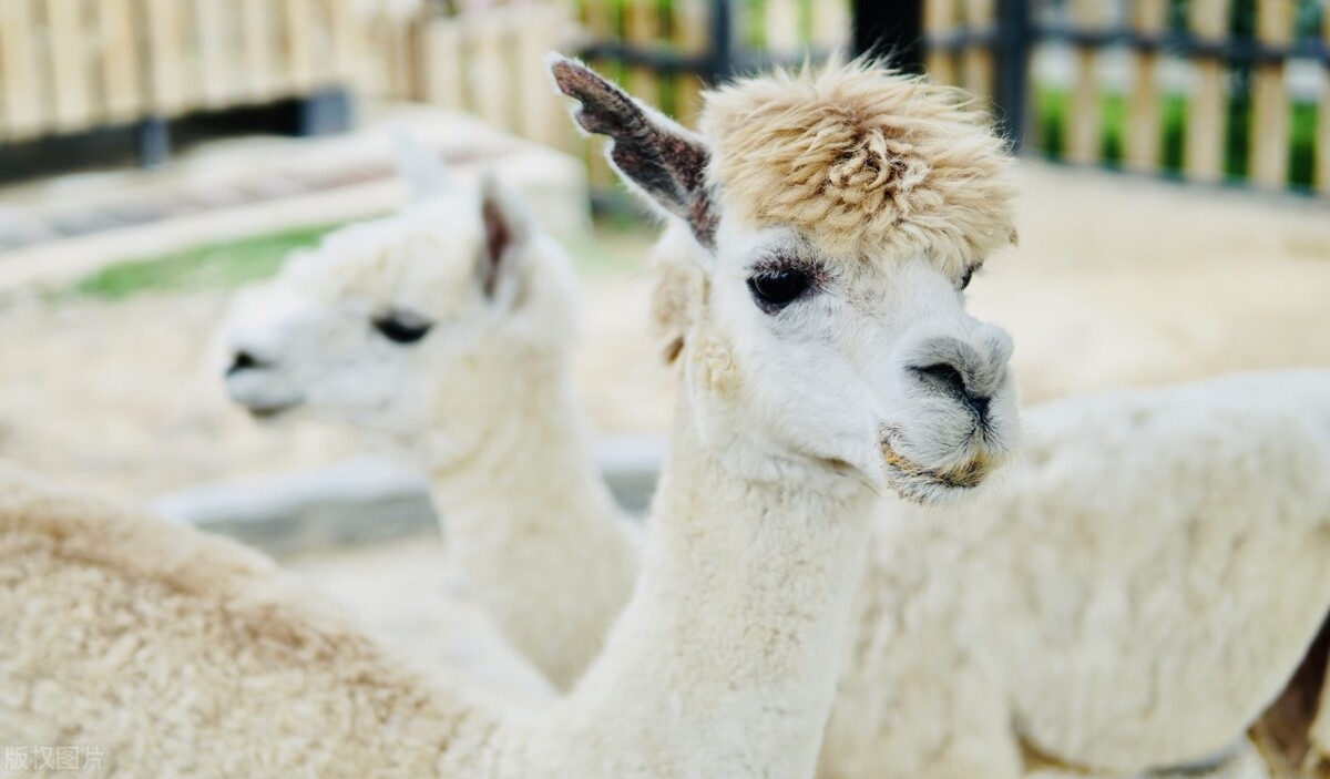 东莞市内旅游的景点都有哪些,东莞市里内特色游玩地方