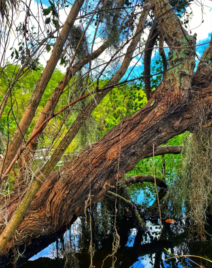 热带雨林是地球之肺教学视频,热带雨林是开发还是保护