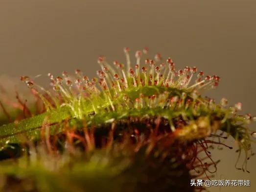 植物中的捕猎高手,植物界的捕猎大师