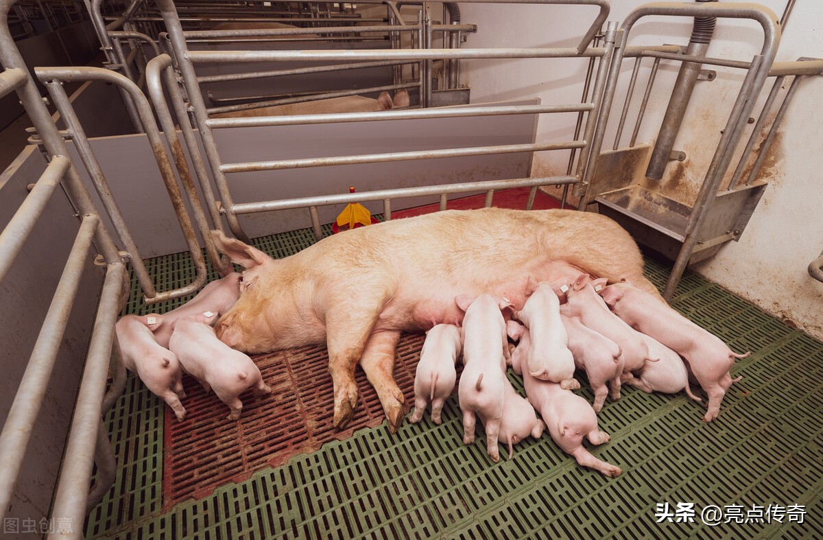 养殖户怎么知道哪些不可以养,养殖户的不知道的事