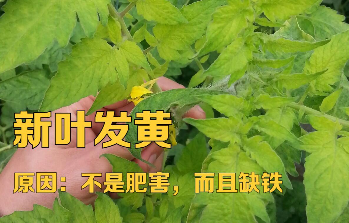 大棚菜苗发黄是什么原因,种菜有黄叶用什么方法可以解决