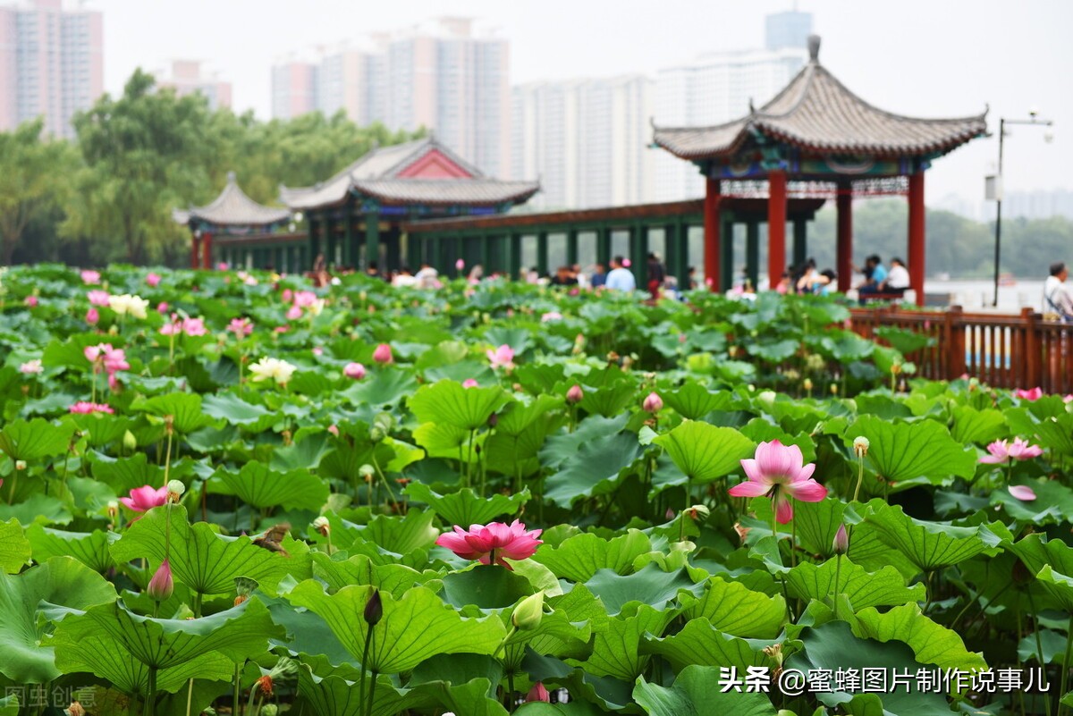 出淤泥而不染濯清涟而不妖深意,出淤泥而不染濯清涟而不妖相似词