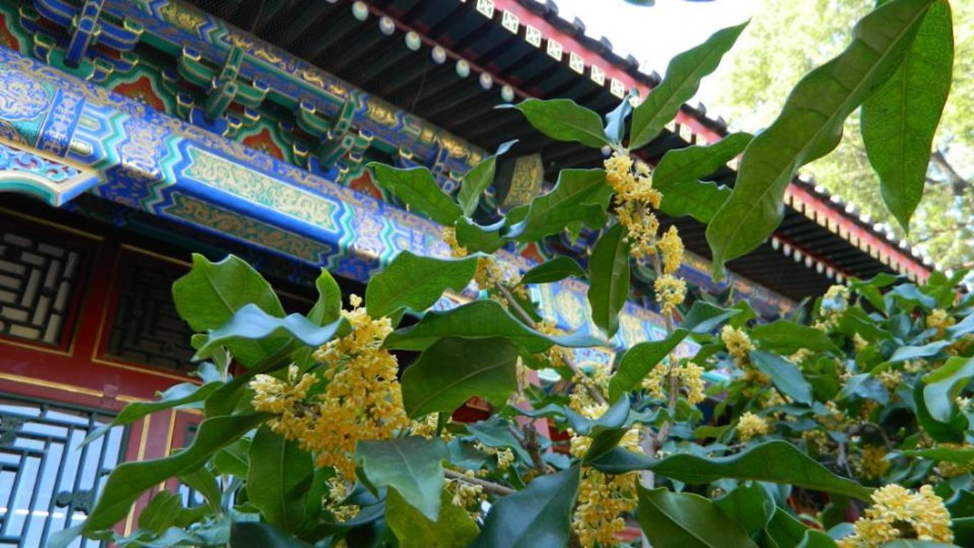 又是一年秋意浓赏桂正当时,金秋赏桂中秋到来之际