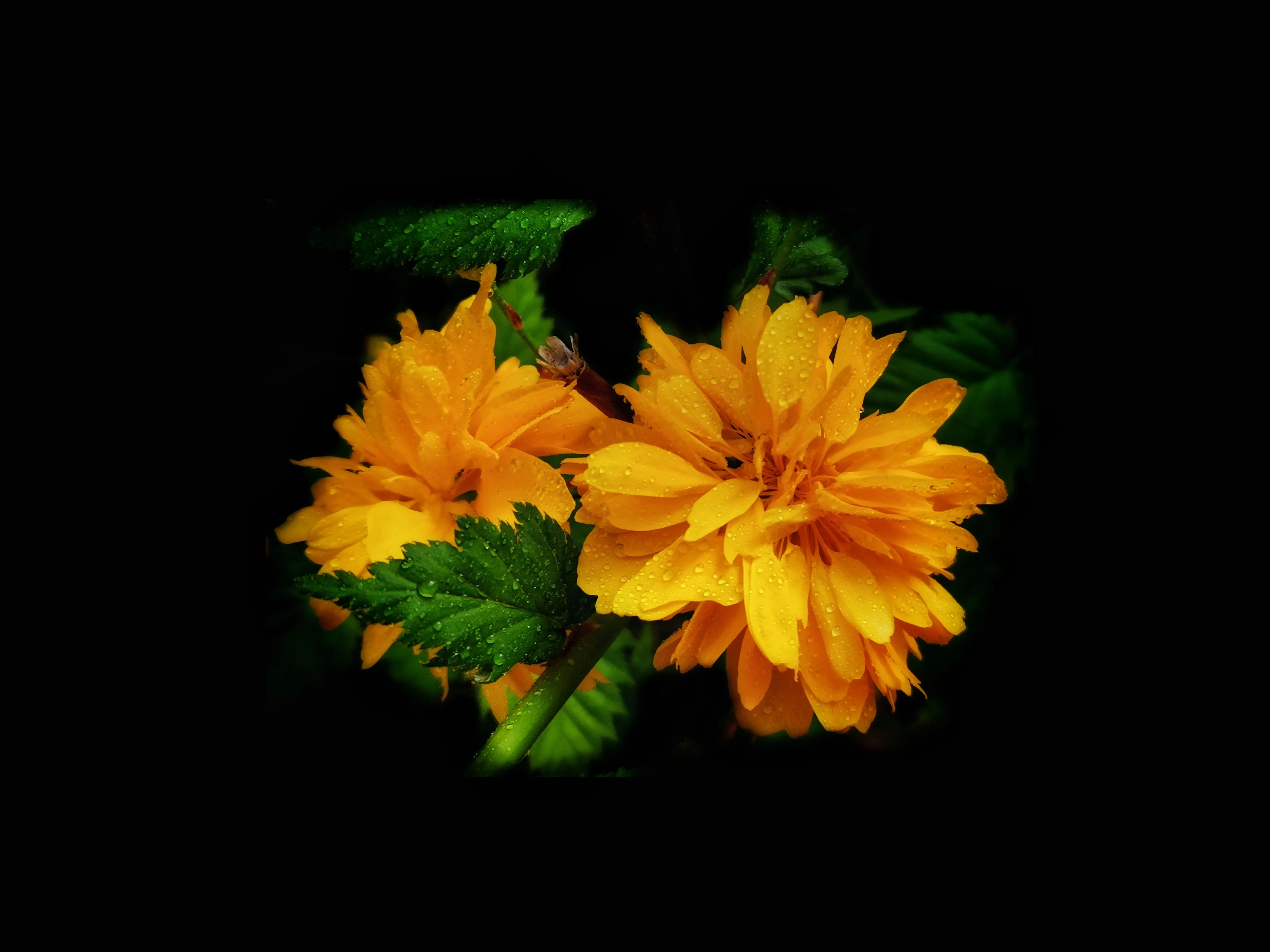 百花酿诗韵芬芳留人间（一）