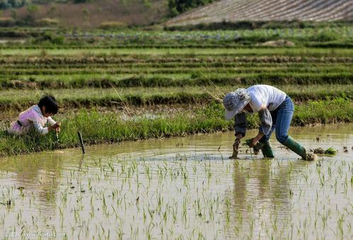 十大田园诗词排行榜,孟浩然过故人庄全诗欣赏