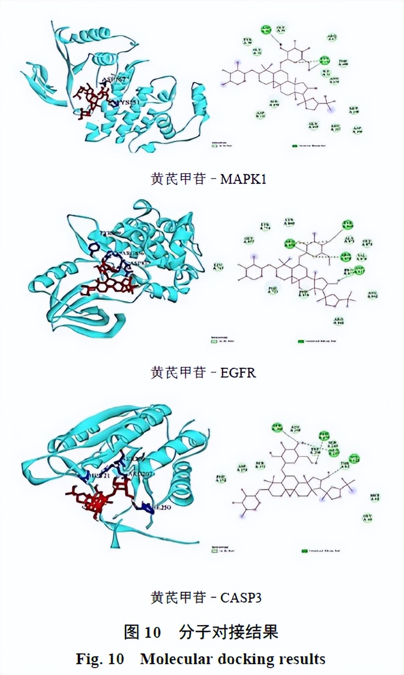 黄芪甲苷是什么,神奇的黄芪甲苷