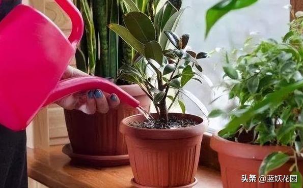 为什么我买的盆栽花总是养不活,为什么买来的花绿植总是养不好