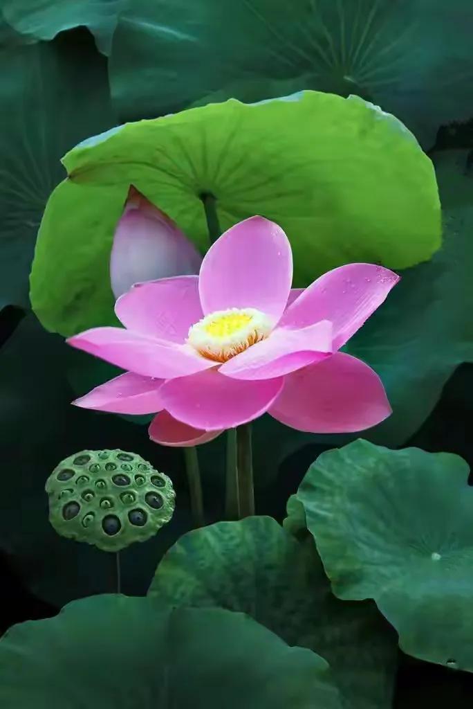 最美荷花古诗图片,诗词荷花图片大全