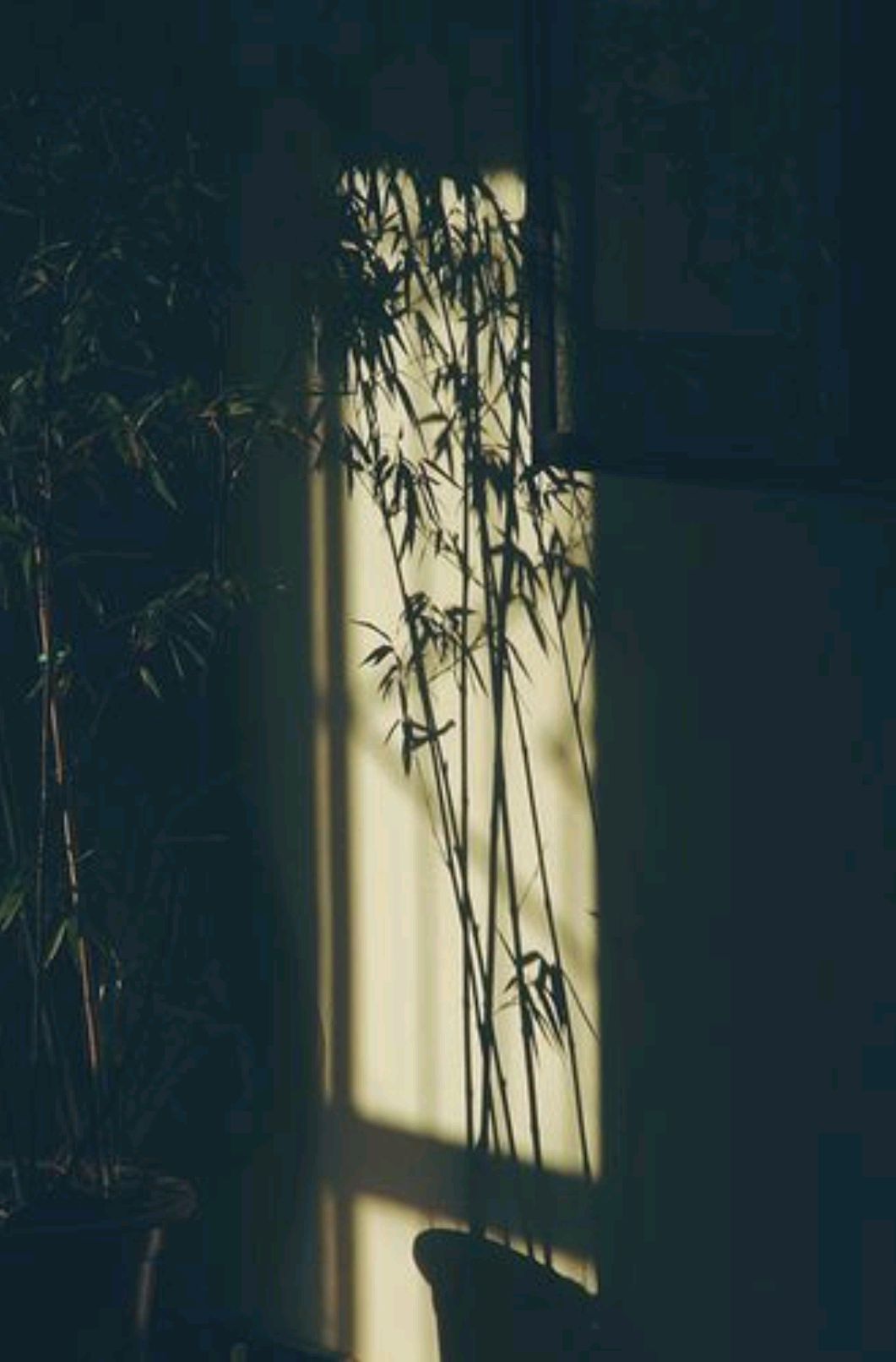 荷风送香气竹露滴清响属于律诗吗,荷风送香气竹露滴清响是描写什么