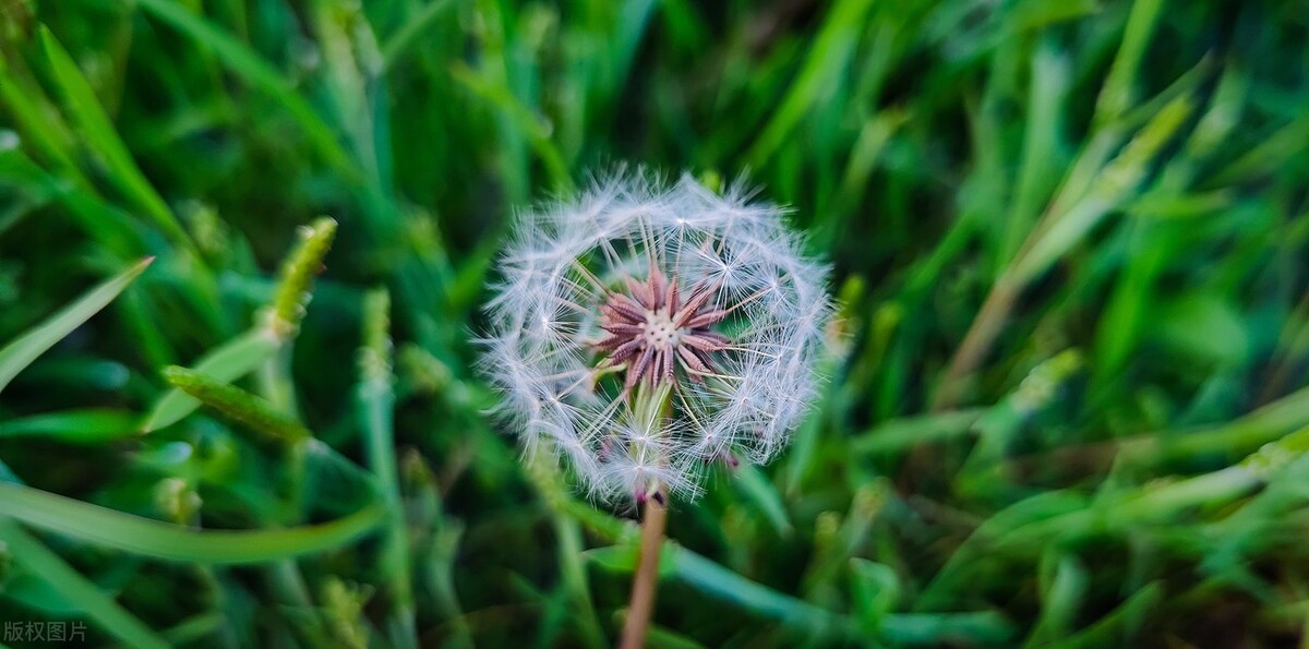 甲状腺结节3-4级特效药,治疗甲状腺结节特效中药验方