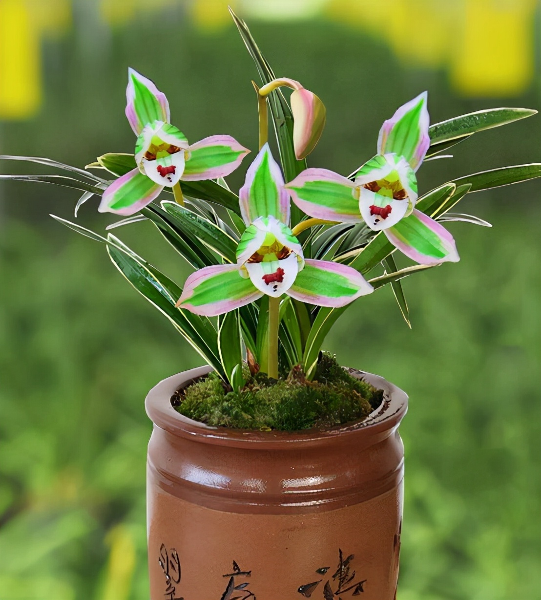 叶片又宽又厚带金边的兰花,带一点金边的兰花是什么品种