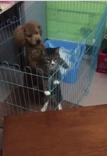 泰迪犬怎样训练大小便,泰迪犬大小便训练