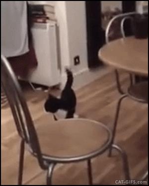 两只猫打架引众猫围观,两只猫打架一只翻肚皮