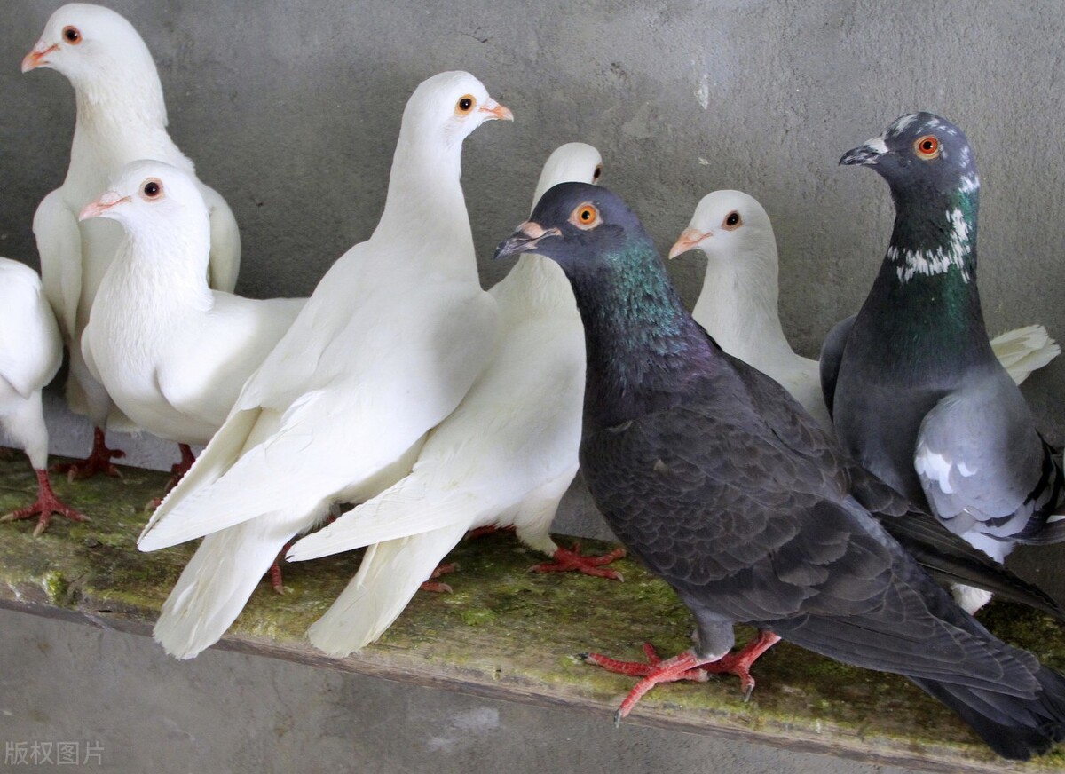 链球菌不光家畜发病,家禽也有,禽链球菌病的兽医知识