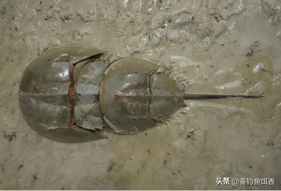 来自深海的鱼有哪些,我们常吃的没鳞的鱼有哪些