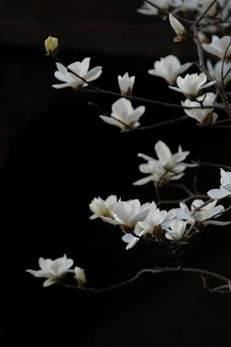 滦州古城都有哪些特色美景,滦州古城江南