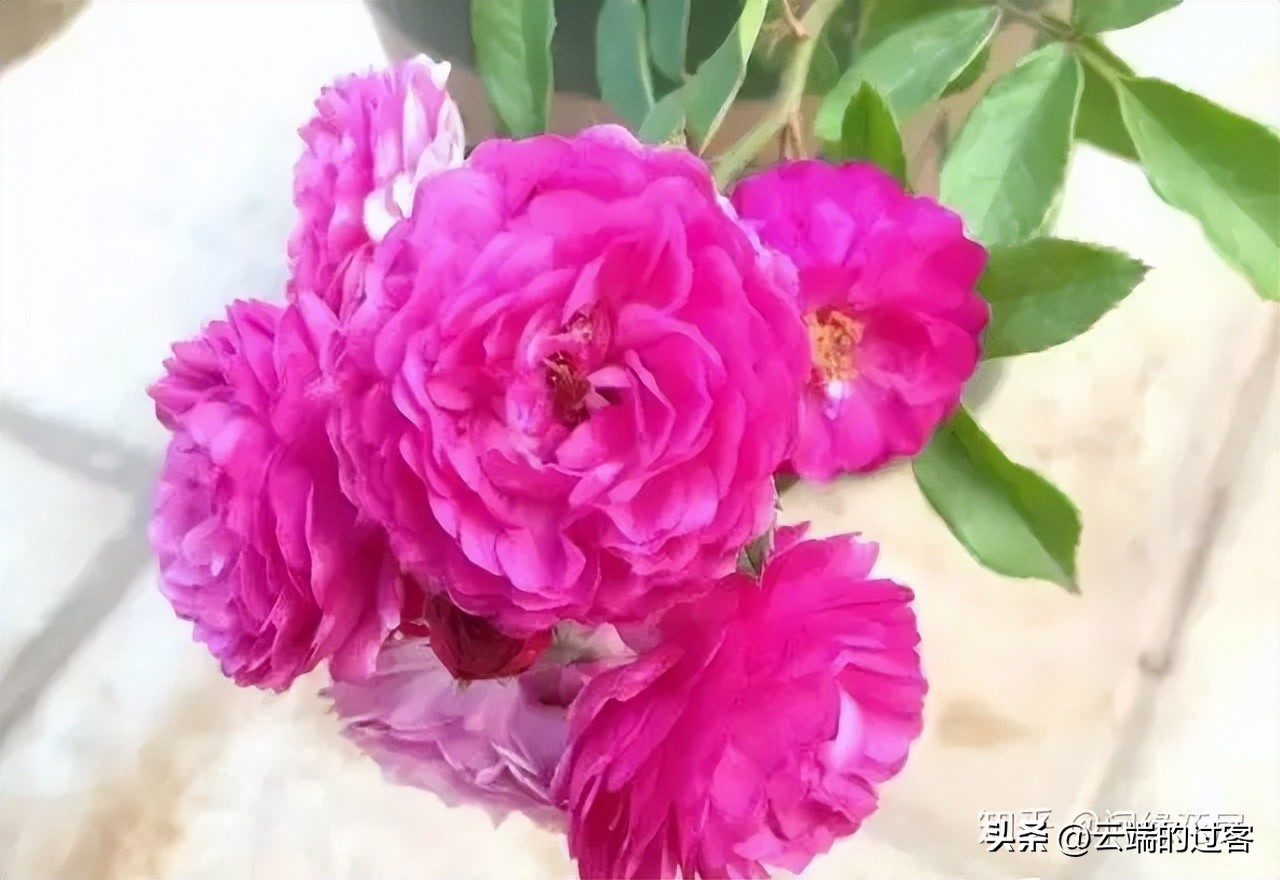 1到99朵玫瑰的含义图片,1到99朵玫瑰花语是什么