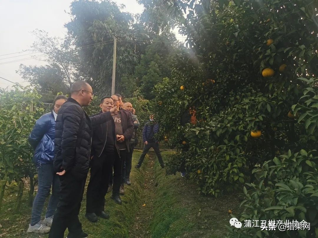 阳光一号柑橘裂果,阳光一号如何防治裂果