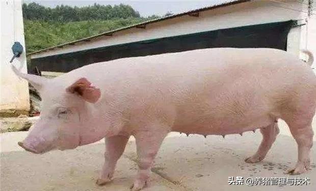 现代猪场猪怎么养殖的,养猪生产技术手册