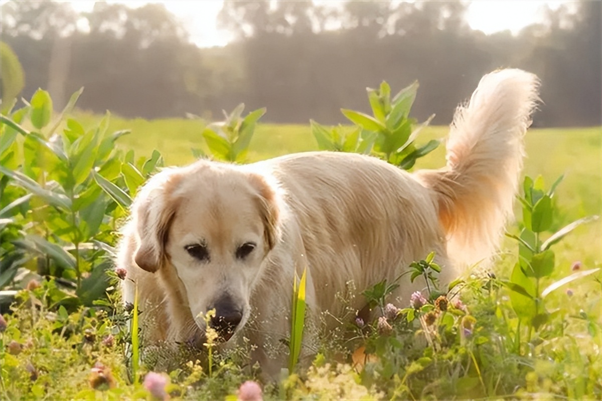 驱虫金毛普安特,金毛驱虫普安特