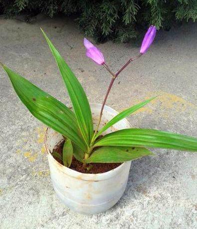 白芨的养殖方法和注意事项,白芨怎么管理生长快