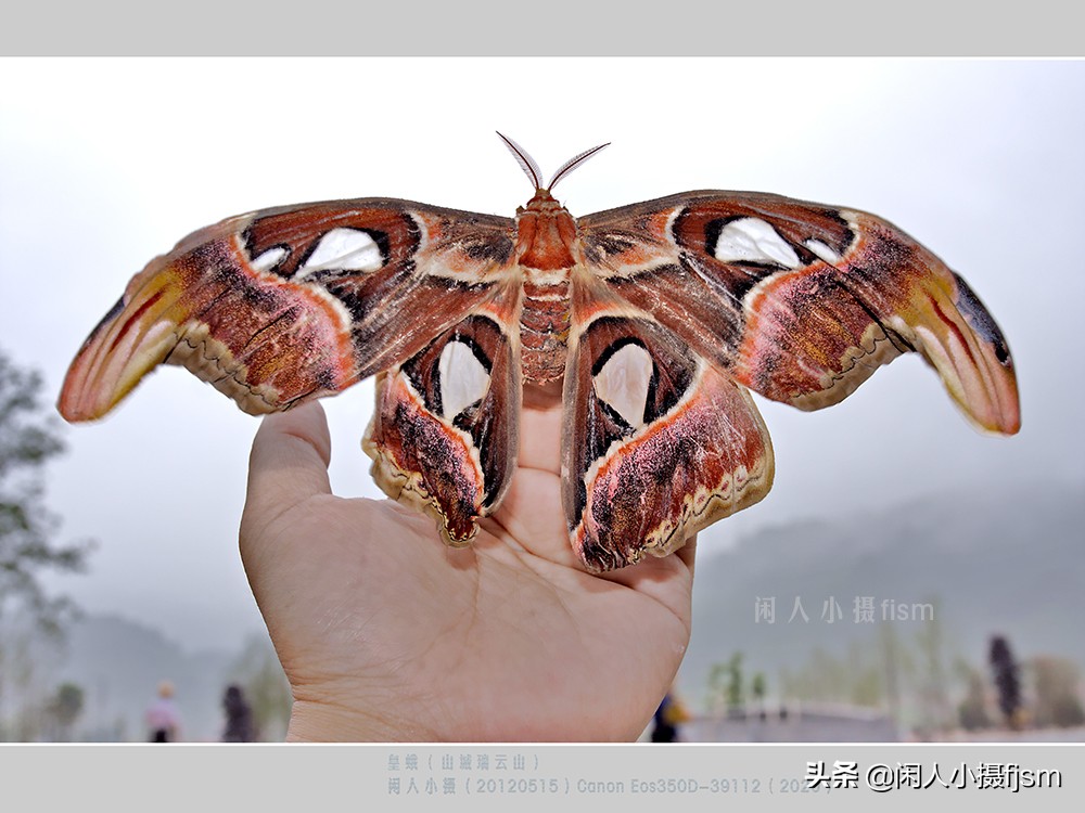 近距离拍摄昆虫小动物,常见昆虫微距摄影活动