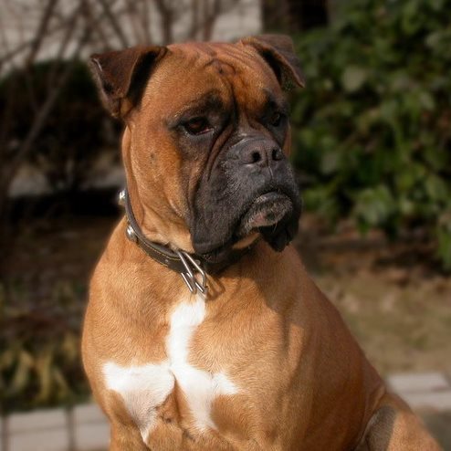 世界十大警犬排名,世界最知名的十大警犬