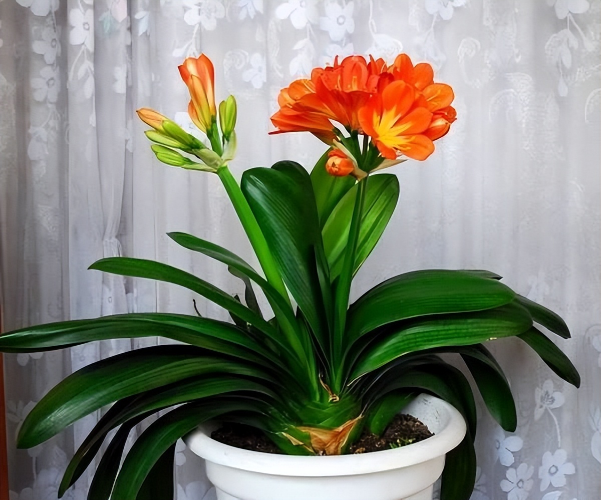 代表富贵吉祥的花草,有寓意的花草名