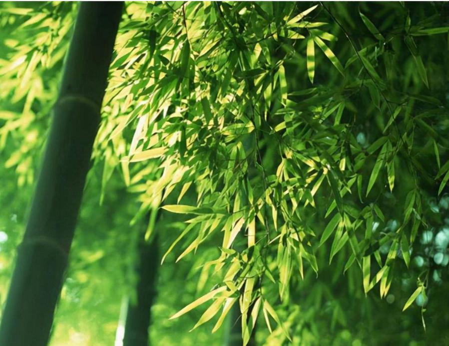 国画松竹梅岁寒三友图作品欣赏,松竹梅是岁寒三友吗