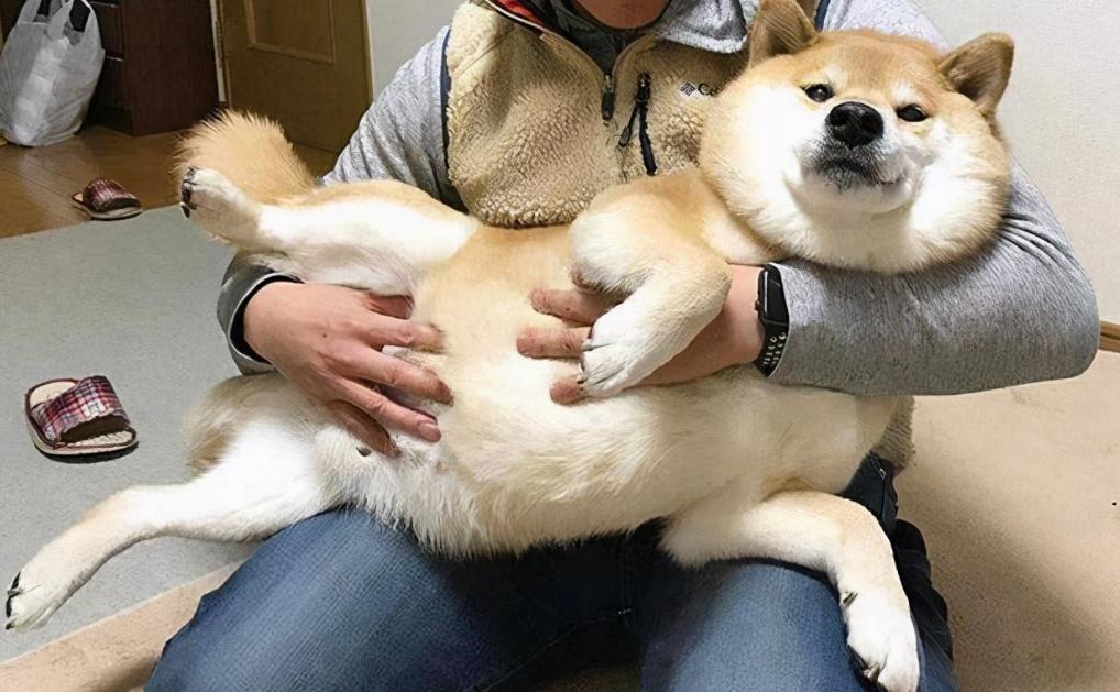 揭秘狗狗10个小秘密，养狗人应该能全知道吧？