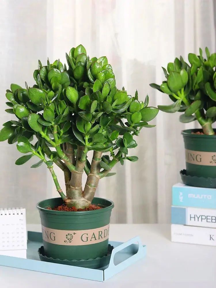 玉树换盆后叶片发软变薄无光泽,玉树叶片发软怎么办夏季