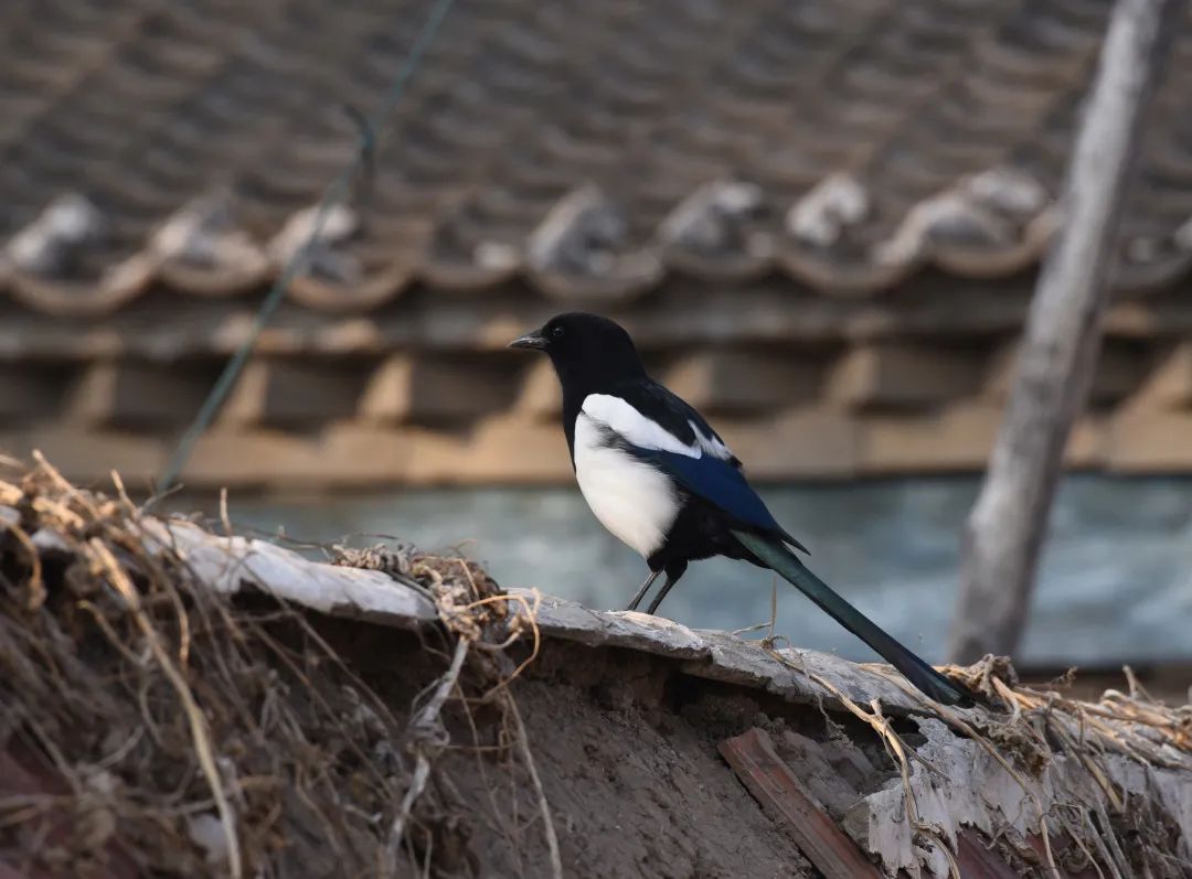 为啥乌鸦不敢招惹喜鹊,喜鹊凶猛