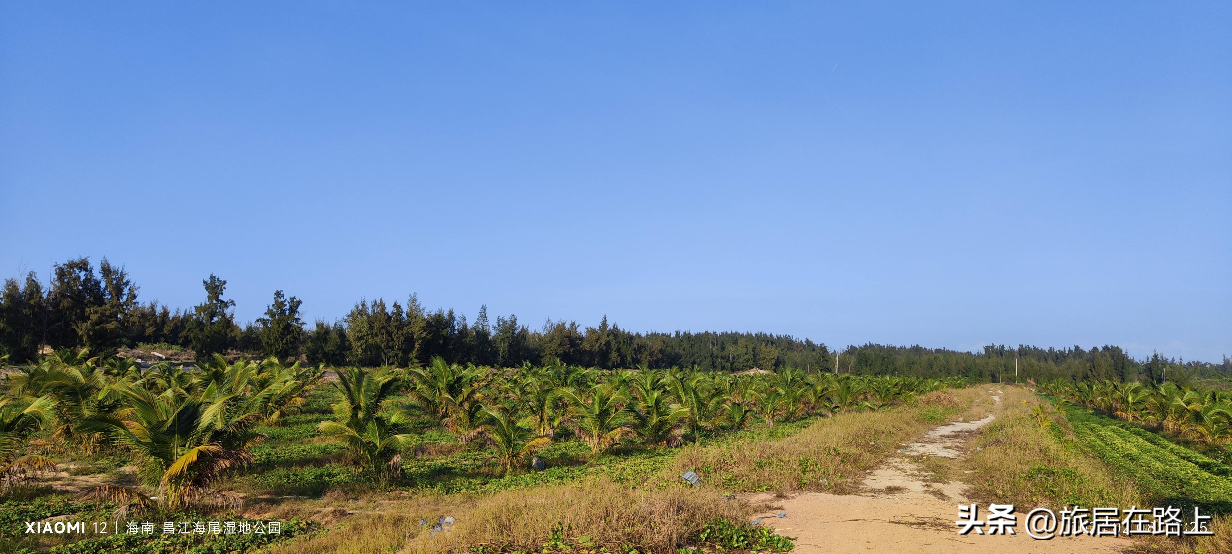 棋子湾上的仙人掌,海南棋子湾旅游攻略一日游