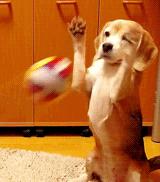 狗狗脓皮症最有效的治疗办法,狗狗异食癖有什么解决办法