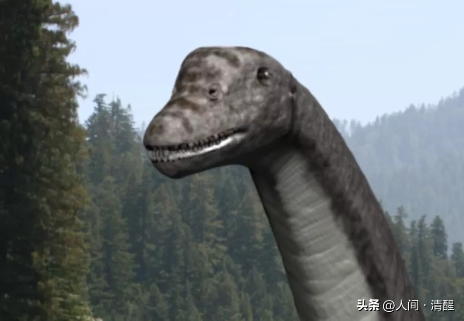 蜥脚类恐龙都有哪些呢,蜥脚类恐龙大小比较图