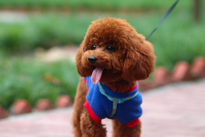 褐色泰迪大概多少钱一只,一只纯种泰迪多少钱