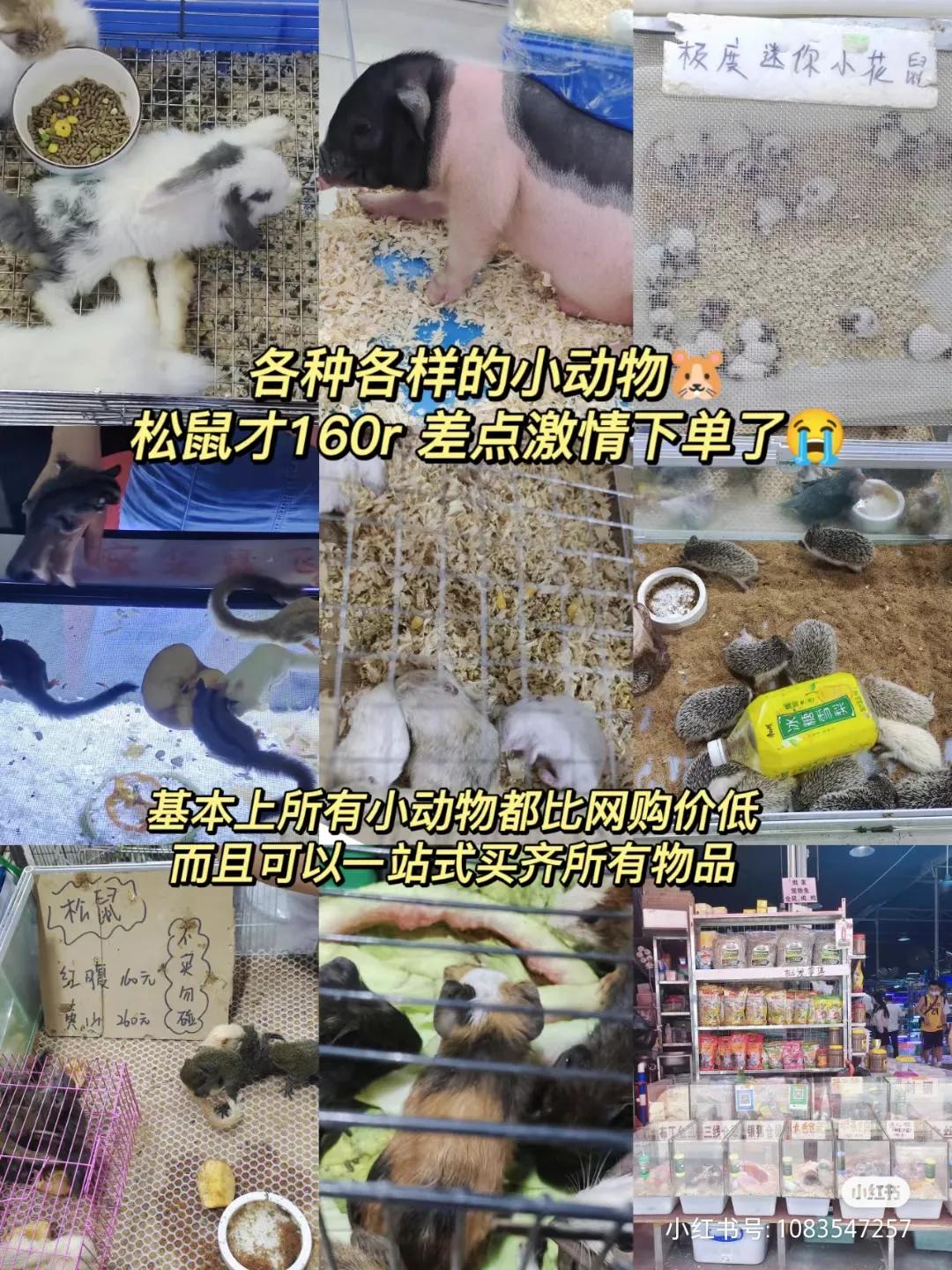 广州芳村花鸟批发市场,广州芳村花鸟鱼虫新世界拿货