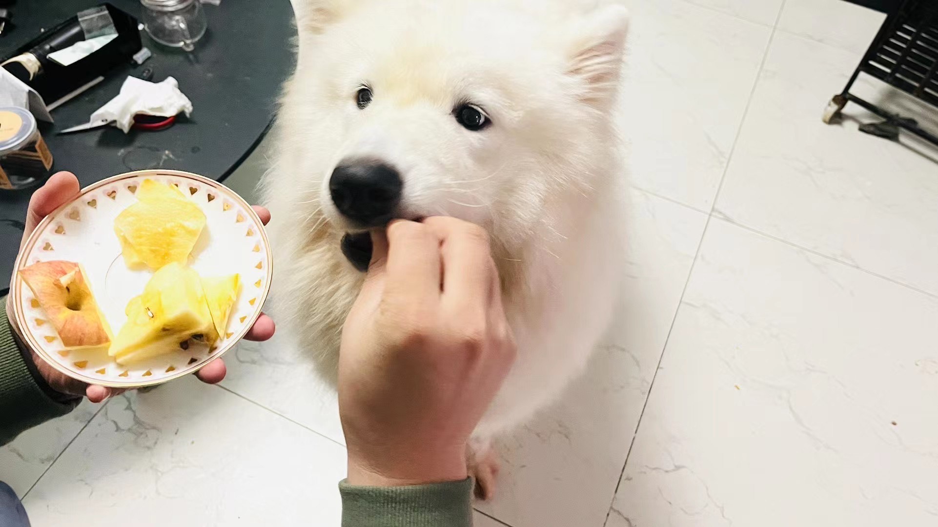 我家狗狗被我欺负的视频,两岁萨摩耶被遗弃二十斤